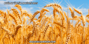 Buğday Üretim Maliyeti 2025