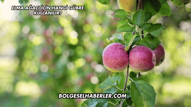 Elma Ağacı İçin Hangi Gübre Kullanılır?