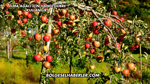 Elma Ağacı İçin Hangi Gübre Kullanılır?