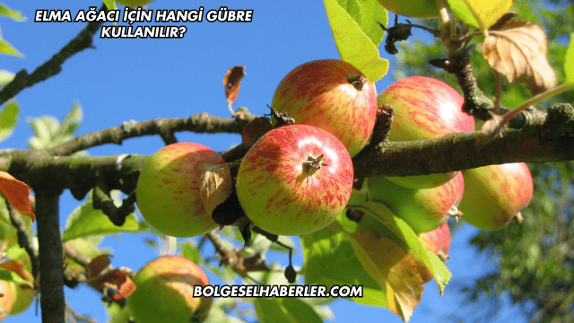 Elma Ağacı İçin Hangi Gübre Kullanılır?