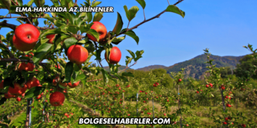 Elma Hakkında Az Bilinenler