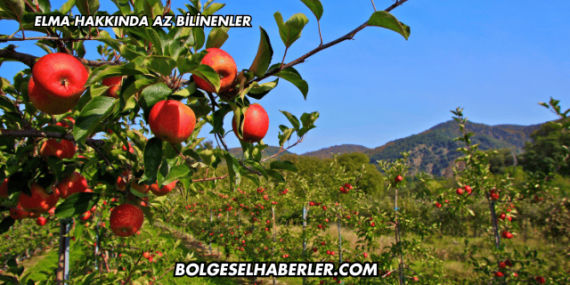 Elma Hakkında Az Bilinenler