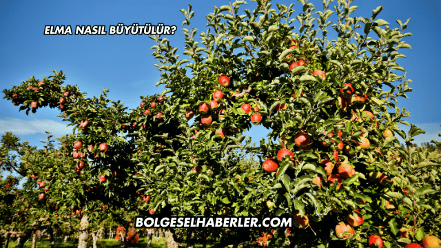 Elma Nasıl Büyütülür?