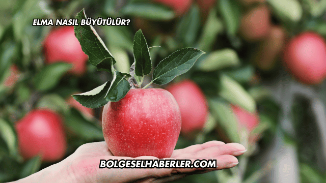 Elma Nasıl Büyütülür?