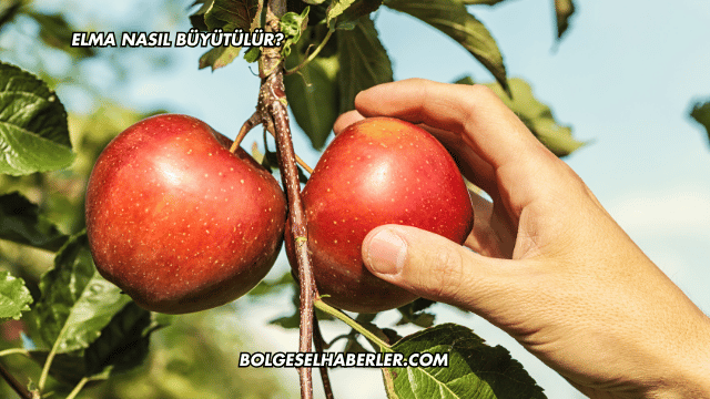 Elma Nasıl Büyütülür?