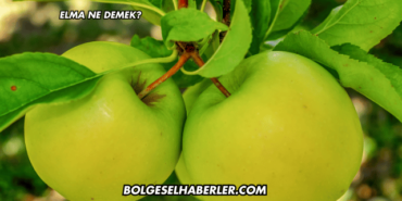 Elma Ne Demek?