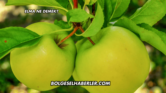 Elma Ne Demek?