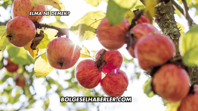 Elma Ne Demek?