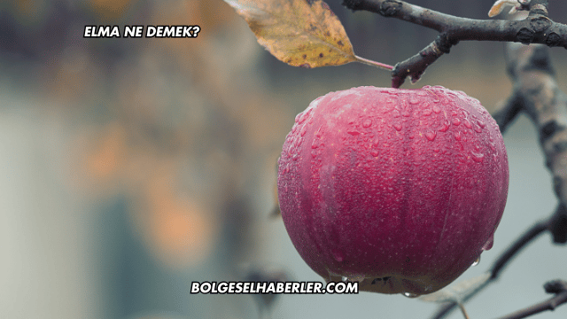 Elma Ne Demek?