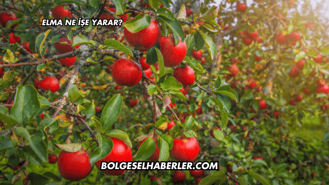 Elma Ne İşe Yarar?