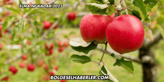 Elma Ne Kadar 2025