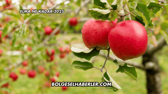 Elma Ne Kadar 2025