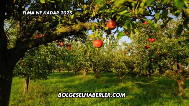 Elma Ne Kadar 2025