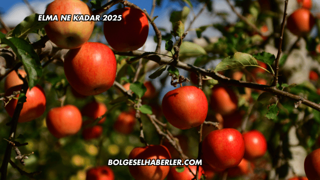 Elma Ne Kadar 2025
