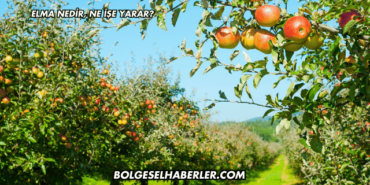 Elma Nedir, Ne İşe Yarar?