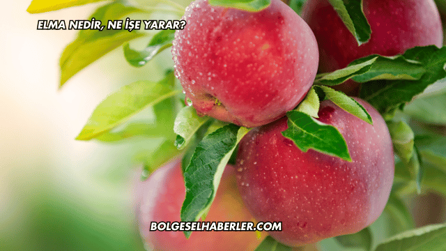 Elma Nedir, Ne İşe Yarar?