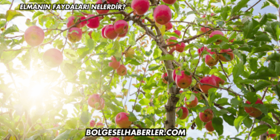 Elmanın Faydaları Nelerdir?