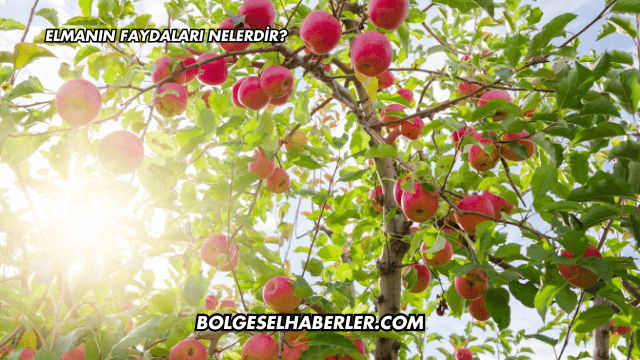 Elmanın Faydaları Nelerdir?