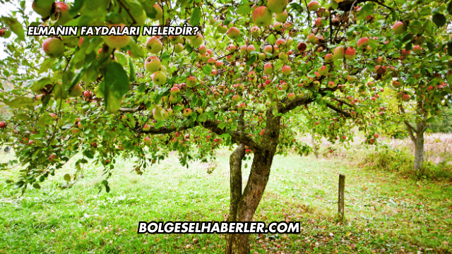 Elmanın Faydaları Nelerdir?