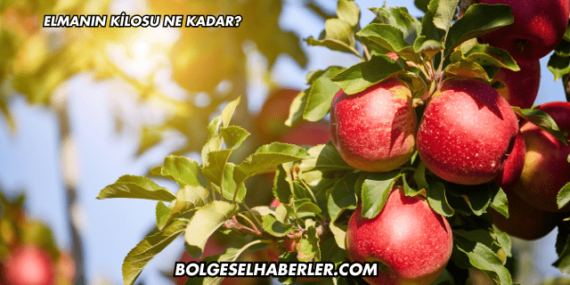 Elmanın Kilosu Ne Kadar?