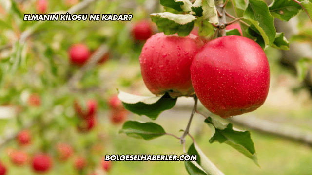 Elmanın Kilosu Ne Kadar?