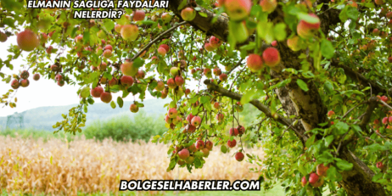 Elmanın Sağlığa Faydaları Nelerdir?
