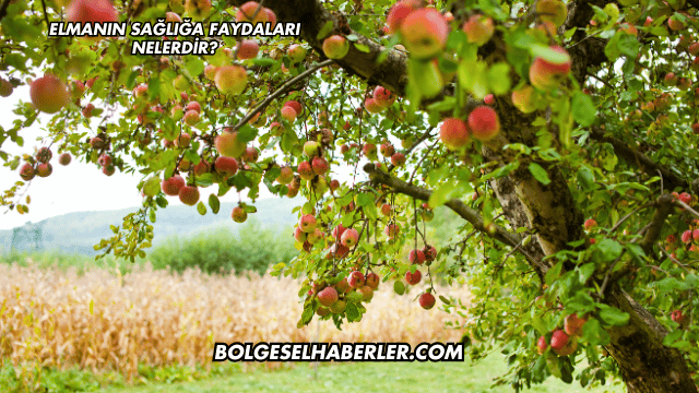 Elmanın Sağlığa Faydaları Nelerdir?