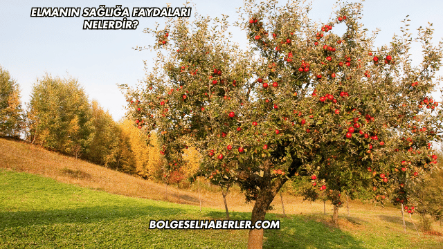 Elmanın Sağlığa Faydaları Nelerdir?
