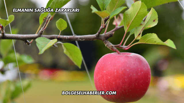 Elmanın Sağlığa Zararları