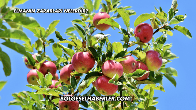 Elmanın Zararları Nelerdir?