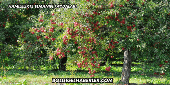Hamilelikte Elmanın Faydaları