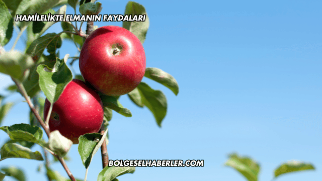 Hamilelikte Elmanın Faydaları
