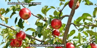 İngilizcede Elma Ne Demek