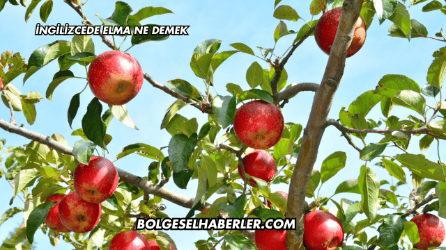 İngilizcede Elma Ne Demek