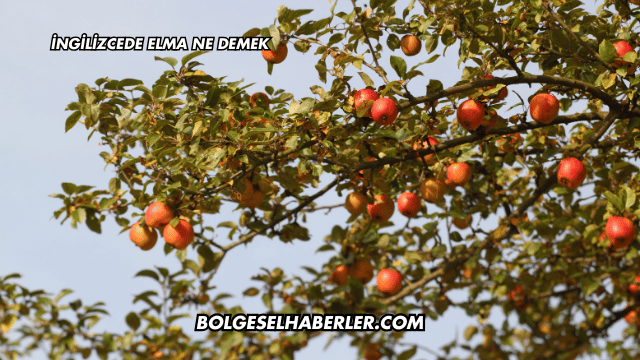 İngilizcede Elma Ne Demek
