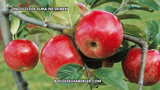 İngilizcede Elma Ne Demek