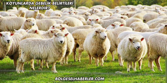 Koyunlarda Gebelik Belirtileri Nelerdir?