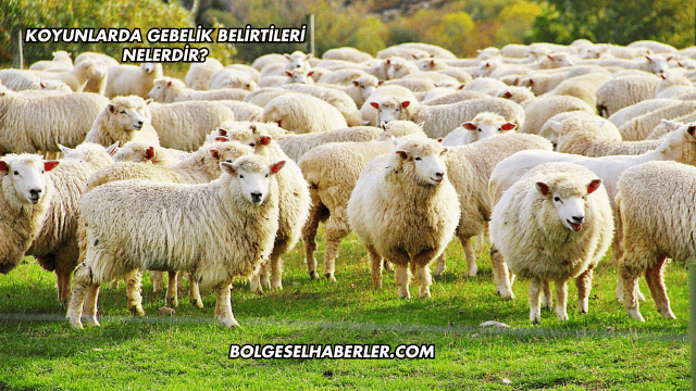 Koyunlarda Gebelik Belirtileri Nelerdir?
