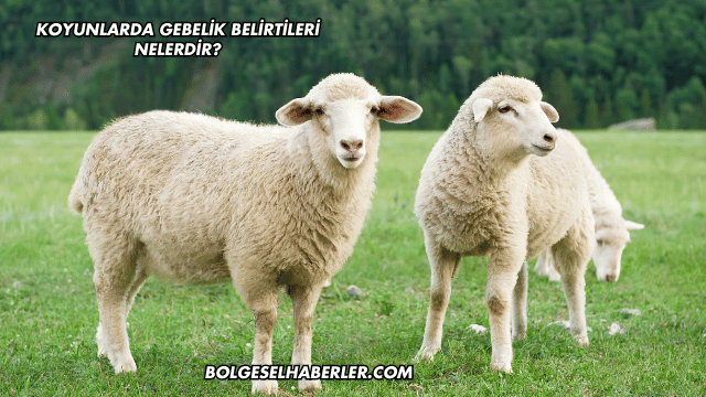 Koyunlarda Gebelik Belirtileri Nelerdir?