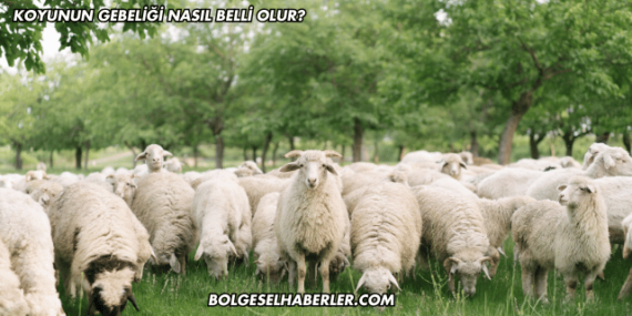 Koyunun Gebeliği Nasıl Belli Olur?