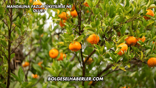 Mandalina Fazla Tüketilirse Ne Olur?