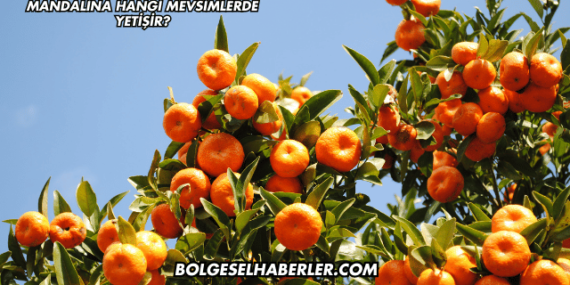 Mandalina Hangi Mevsimlerde Yetişir?