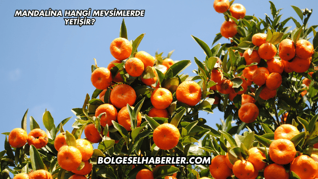 Mandalina Hangi Mevsimlerde Yetişir?