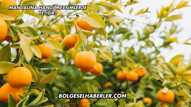 Mandalina Hangi Mevsimlerde Yetişir?
