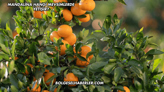 Mandalina Hangi Mevsimlerde Yetişir?