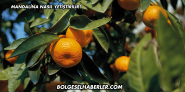 Mandalina Nasıl Yetiştirilir?