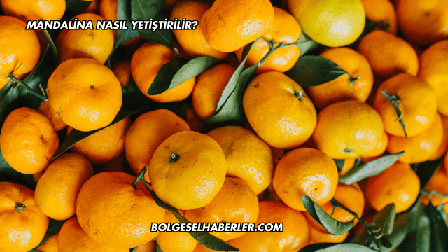 Mandalina Nasıl Yetiştirilir?