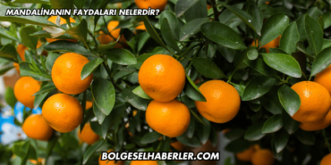 Mandalinanın Faydaları Nelerdir?