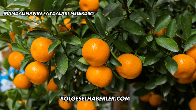 Mandalinanın Faydaları Nelerdir?