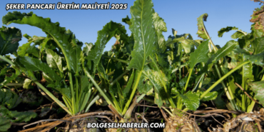 Şeker Pancarı Üretim Maliyeti 2025